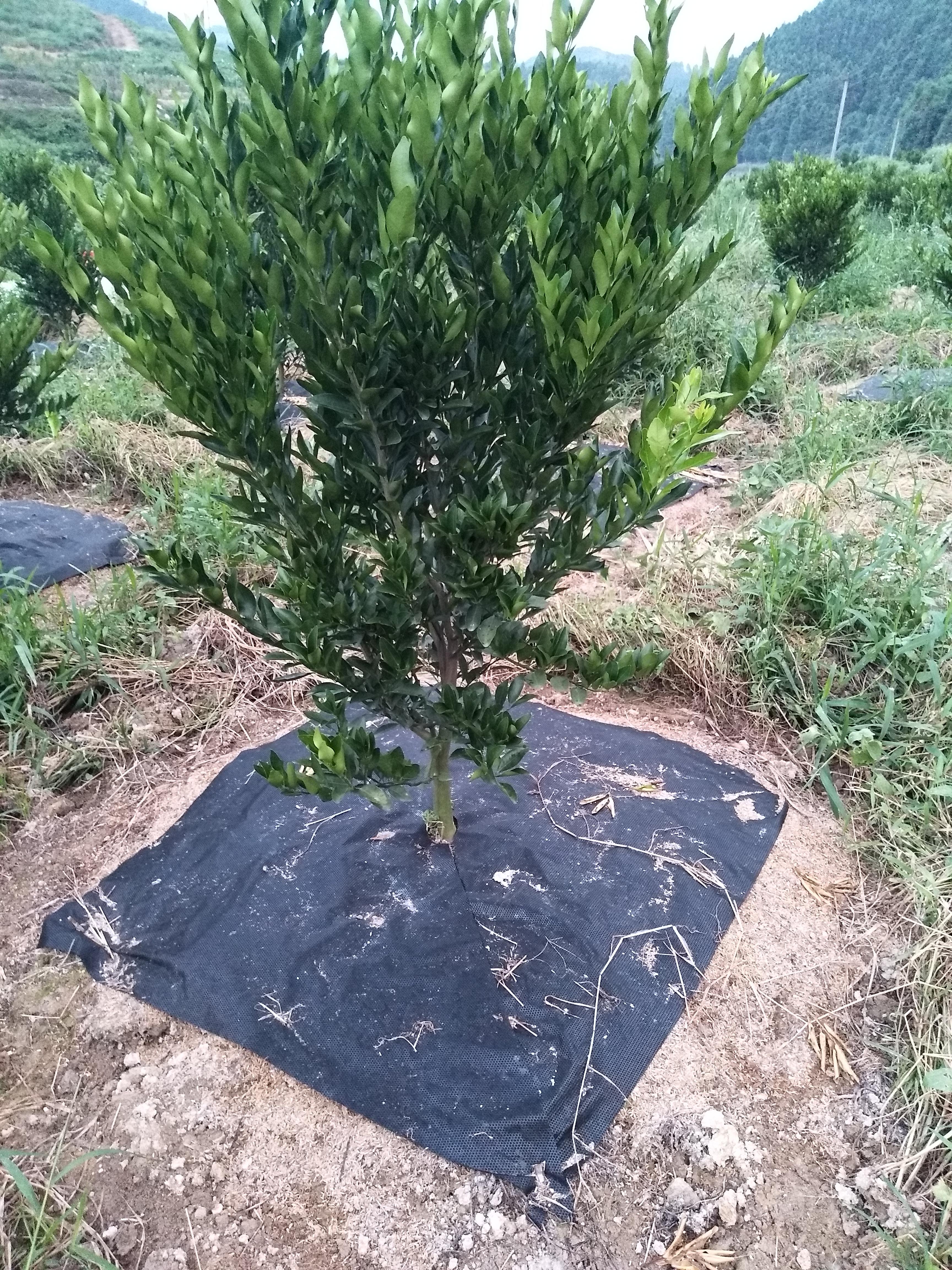 無紡布除草.jpeg